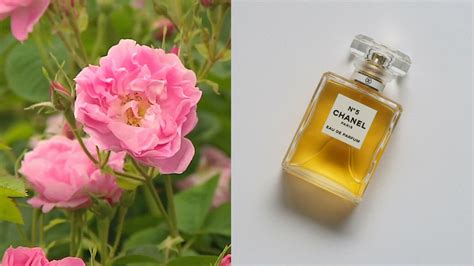 chanel no 5 bon ton|Chanel no 5 ingredients.